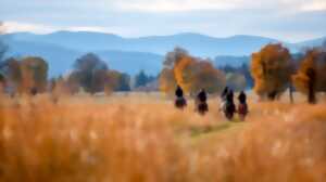 photo Chasse au renard : rencontre automnale