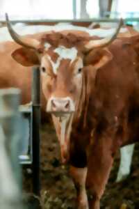 photo Comice agricole