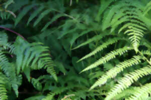 photo fête des fougères