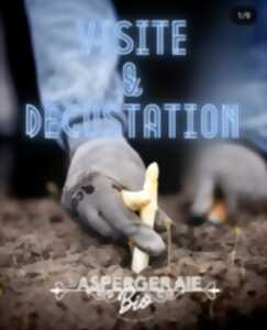 photo Découverte de l'aspergeraie