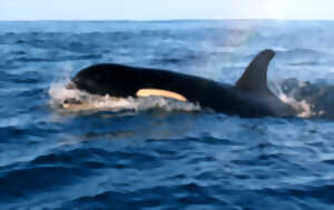 photo Conférence sur le Gouf et le fonctionnement de son écosystème
