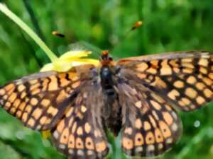 photo Rando découverte du site des prairies humides de la Fond du  Loup