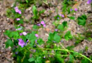 photo Fête de la nature : Découverte des spécificités  botaniques liées aux vestiges gallo- romains