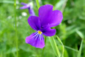 photo Sortie-Atelier Plantes médicinales