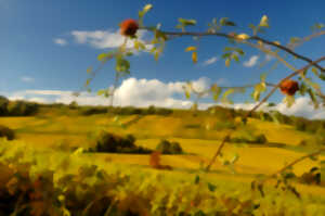 photo Food trucks et vins au Domaine Rapp