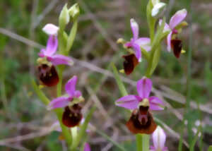 photo Découverte des orchidées du Bollenberg