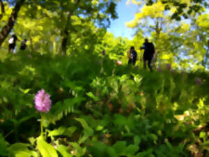 photo Balade découverte des orchidées sauvages