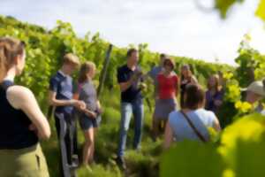 photo Balade à la découverte du cru Linsenberg