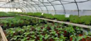 photo Grande vente de plants