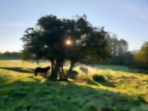 photo Développement personnel avec le cheval
