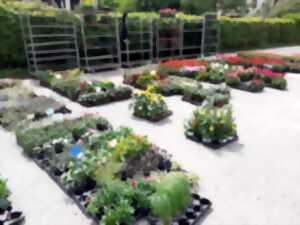 photo Marché aux fleurs