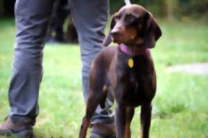 photo Repas de chasse par l'ACCA de SAint-André-et-Appelles