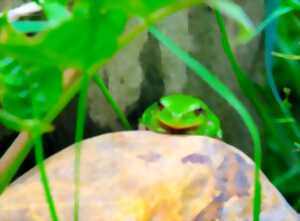 photo Conte sur les grenouilles et observations, à la Cueillette de l'Aragnon