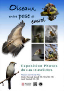 photo Oiseaux, entre pose et envol