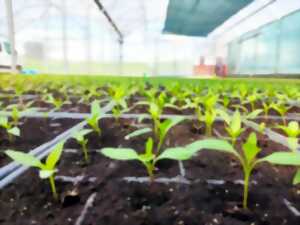 photo Atelier repiquage : de la graine à la vie