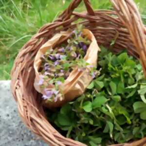 photo Balades botaniques