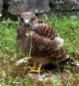 photo Nids de pâques au Château d’Assier