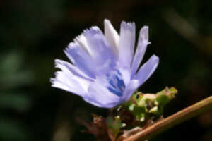 photo Randonnée botanique