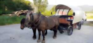 photo Promenades en calèches