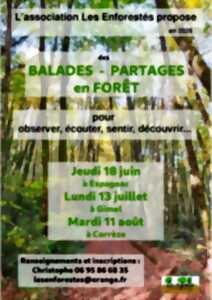 photo Balades - Partages en forêt