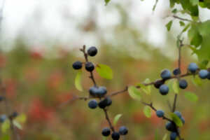 photo Exploration botanique : alliances cachées des plantes et des animaux