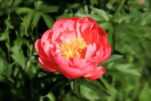 photo Ateliers de composition florale à Blaye