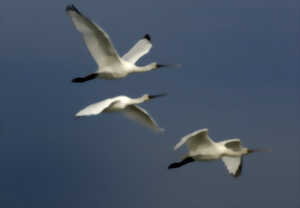 photo Escale avec les oiseaux migrateurs