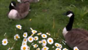 photo FETE DE LA NATURE