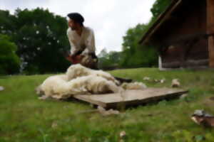 photo Tonte des moutons à Marquèze