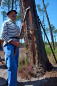 photo Les gemmeurs à l'honneur à Marquèze