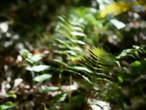 photo A la découverte des plantes sauvages