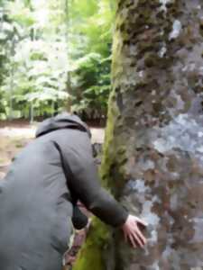 photo Séance de sylvothérapie : vivez votre 1er bain de forêt