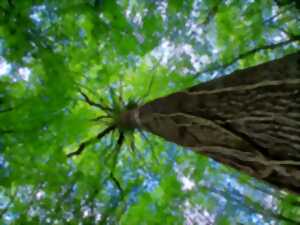 photo Atelier de sylvoénergétique : découvrez les bienfaits des arbres