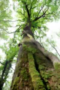 photo Sortie nature : Éloge de la biodiversité forestière