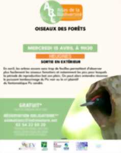 photo Oiseaux des forêts