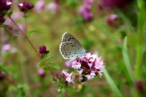 photo Inventaire floristique du Mas du Roule