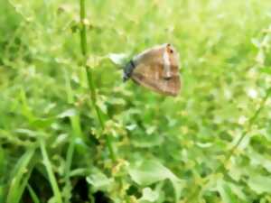 photo Partez à la découverte des zones humides autour du plan de Nouailhas