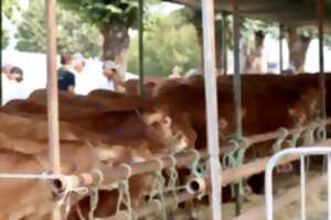 photo 42e édition des Journées de la Viande Limousine et des savoir-faire locaux