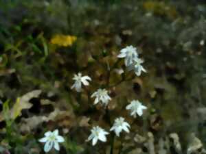 photo A la recherche du Siméthis à feuilles planes