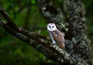 photo Nuit de la Chouette et Marché de Producteurs à Chenaud
