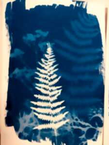 photo Atelier cyanotype sur papier
