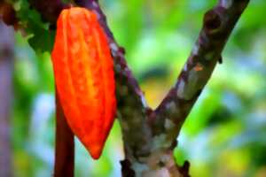 photo CONNAISSEZ-VOUS VRAIMENT LE CHOCOLAT?