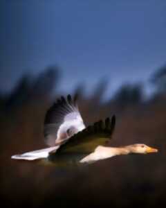 photo À la rencontre des oiseaux locaux et migrateurs