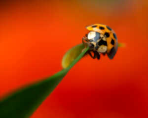 photo Incroyables insectes