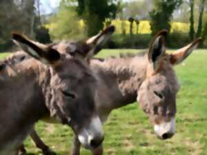 photo A la découverte de l'âne et de son univers