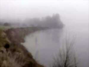 photo Nebula liger : un fleuve à soi