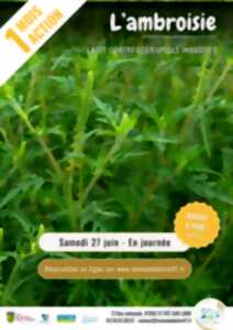 photo Juin Un Mois Une Action Lutte contre les espèces invasives - Ambroisie avec la Maison de la Loire