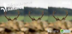 photo Découvertes Sologne Nature - Le brame du Cerf'rial lover