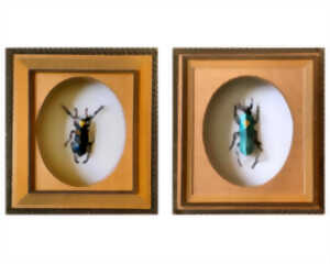 photo EXPOSITION « LES INSECTES » D’HÉLÈNE LACQUEMENT