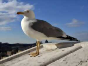 photo BALADE À LA DÉCOUVERTE DES OISEAUX